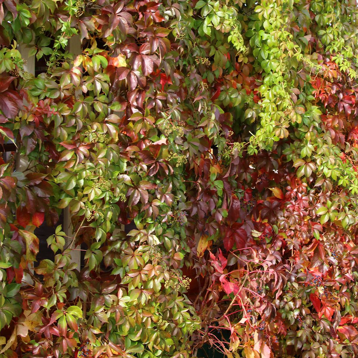 Vigne vierge - Parthenocissus quinquefolia Murorum Pot de 3L/4L