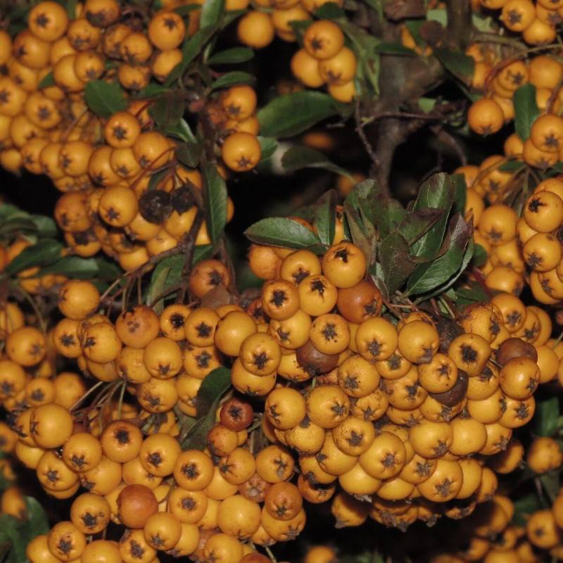 Buisson ardent Soleil d'Or, Pyracantha à fleurs Blanche - feuillage Persistant - Pot de 3L - 60/80 cm- hauteur à maturité De 1,50 m à 2,00 m - Image 1