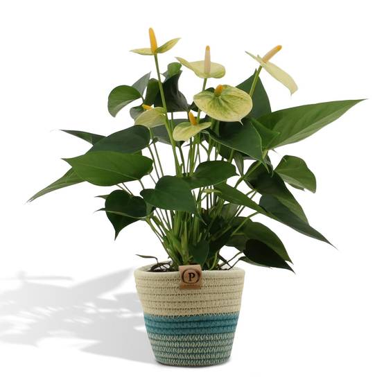 Anthurium andreanum Vanilla et son pot- La Green Touch Panier - Hauteur 45cm - Image 1