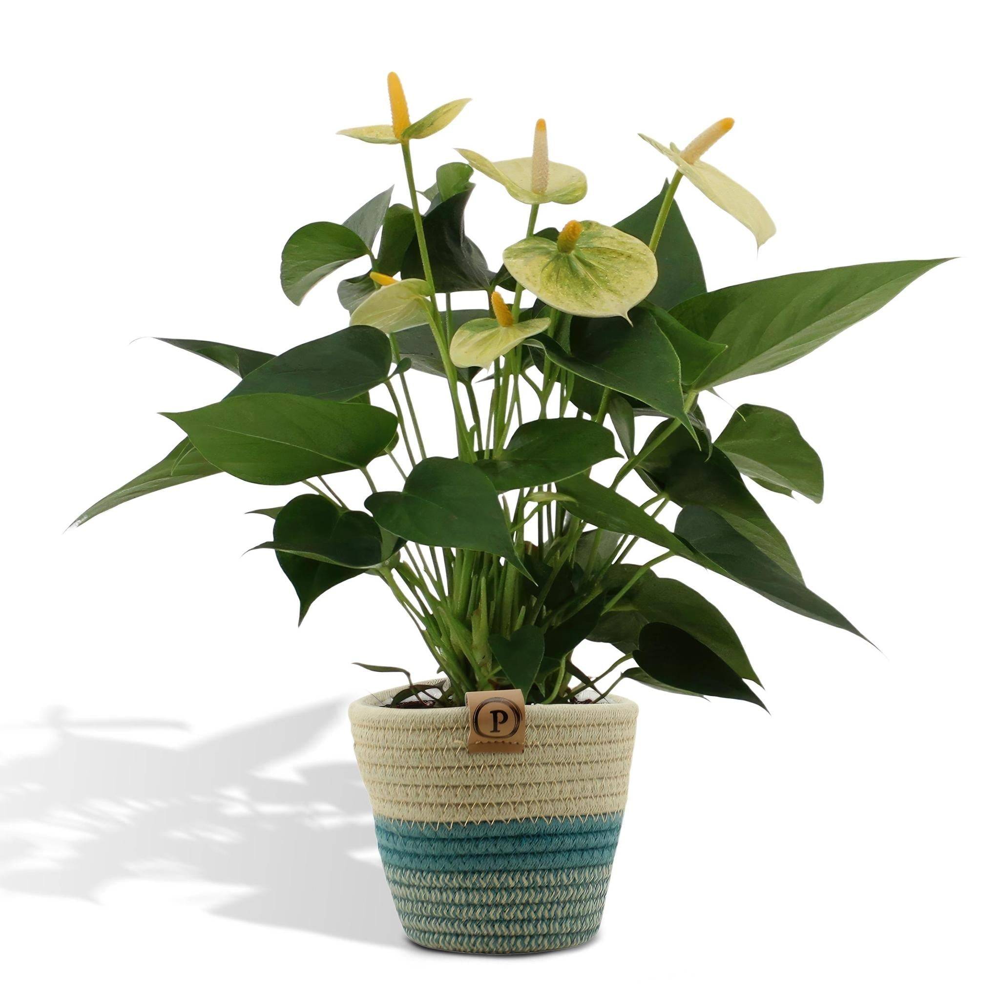 Anthurium andreanum Vanilla et son pot- La Green Touch Panier - Hauteur 45cm - Image 1