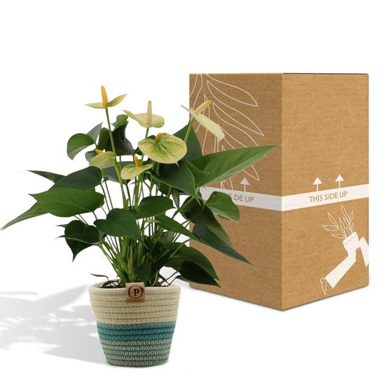 Anthurium andreanum Vanilla et son pot- La Green Touch Panier - Hauteur 45cm - Image 5