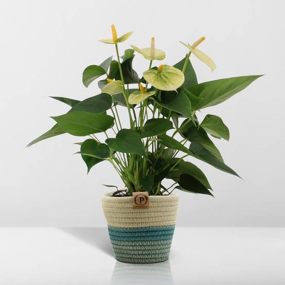 Anthurium andreanum Vanilla et son pot- La Green Touch Panier - Hauteur 45cm - Image 6