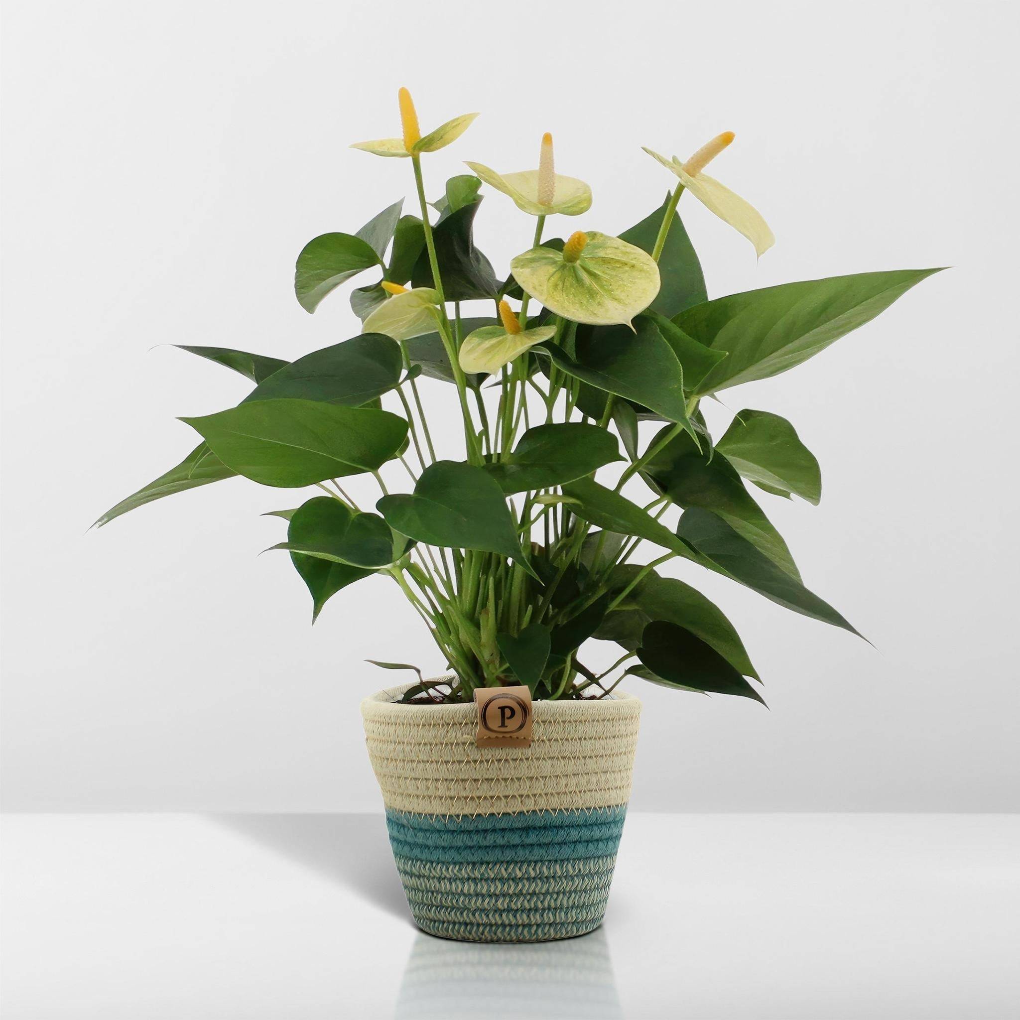 Anthurium andreanum Vanilla et son pot- La Green Touch Panier - Hauteur 45cm - Image 6