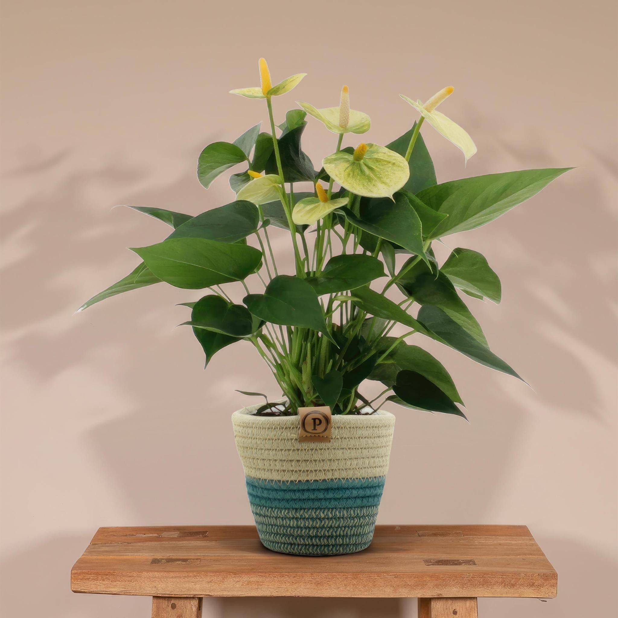 Anthurium andreanum Vanilla et son pot- La Green Touch Panier - Hauteur 45cm - Image 2