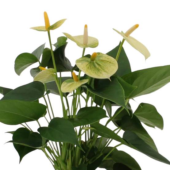 Anthurium andreanum Vanilla et son pot- La Green Touch Panier - Hauteur 45cm - Image 3
