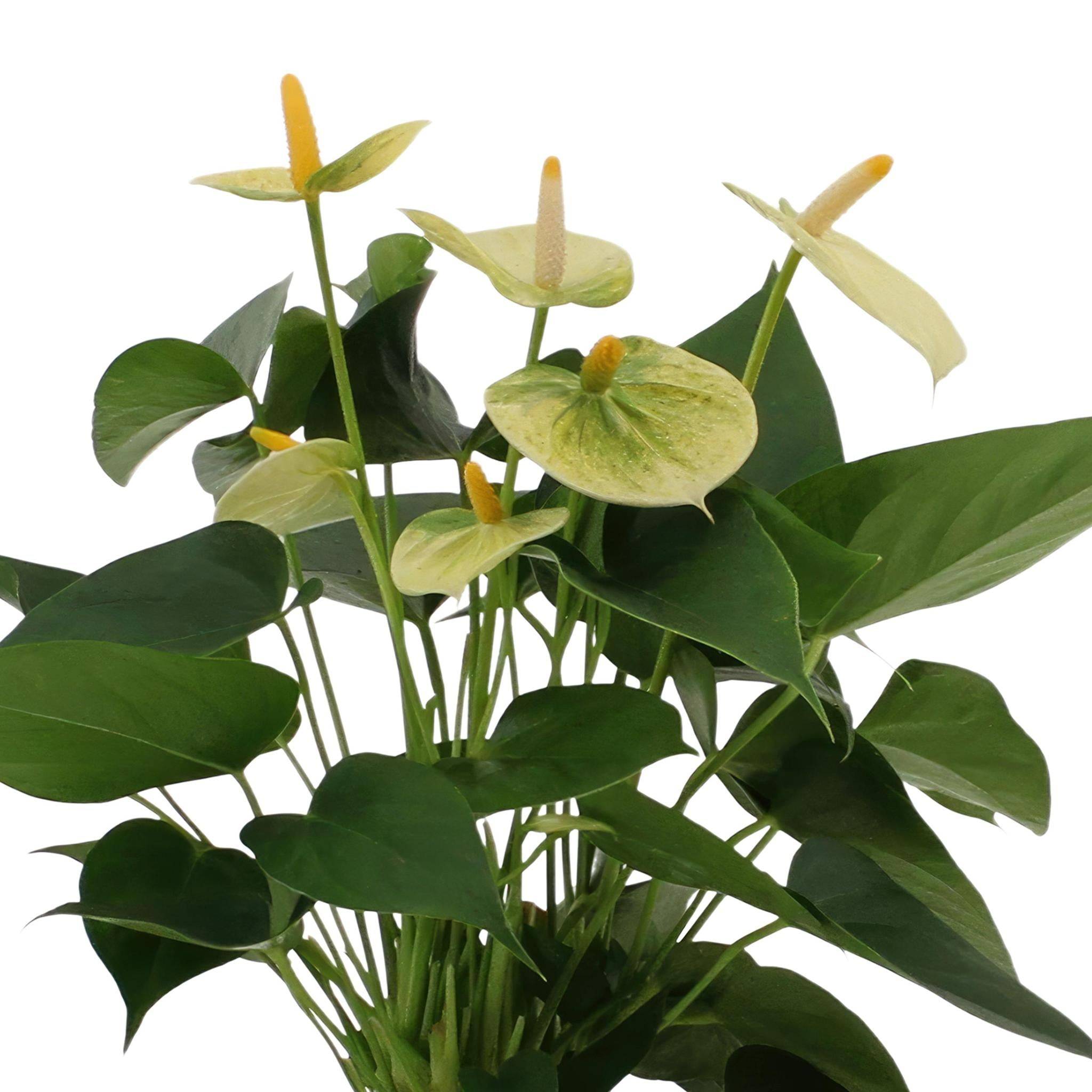 Anthurium andreanum Vanilla et son pot- La Green Touch Panier - Hauteur 45cm - Image 3