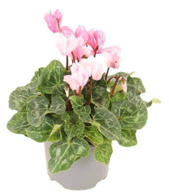 Fleuron D'Anjou - CYCLAMEN CRAYON Pot 10,5 cm - Image 2