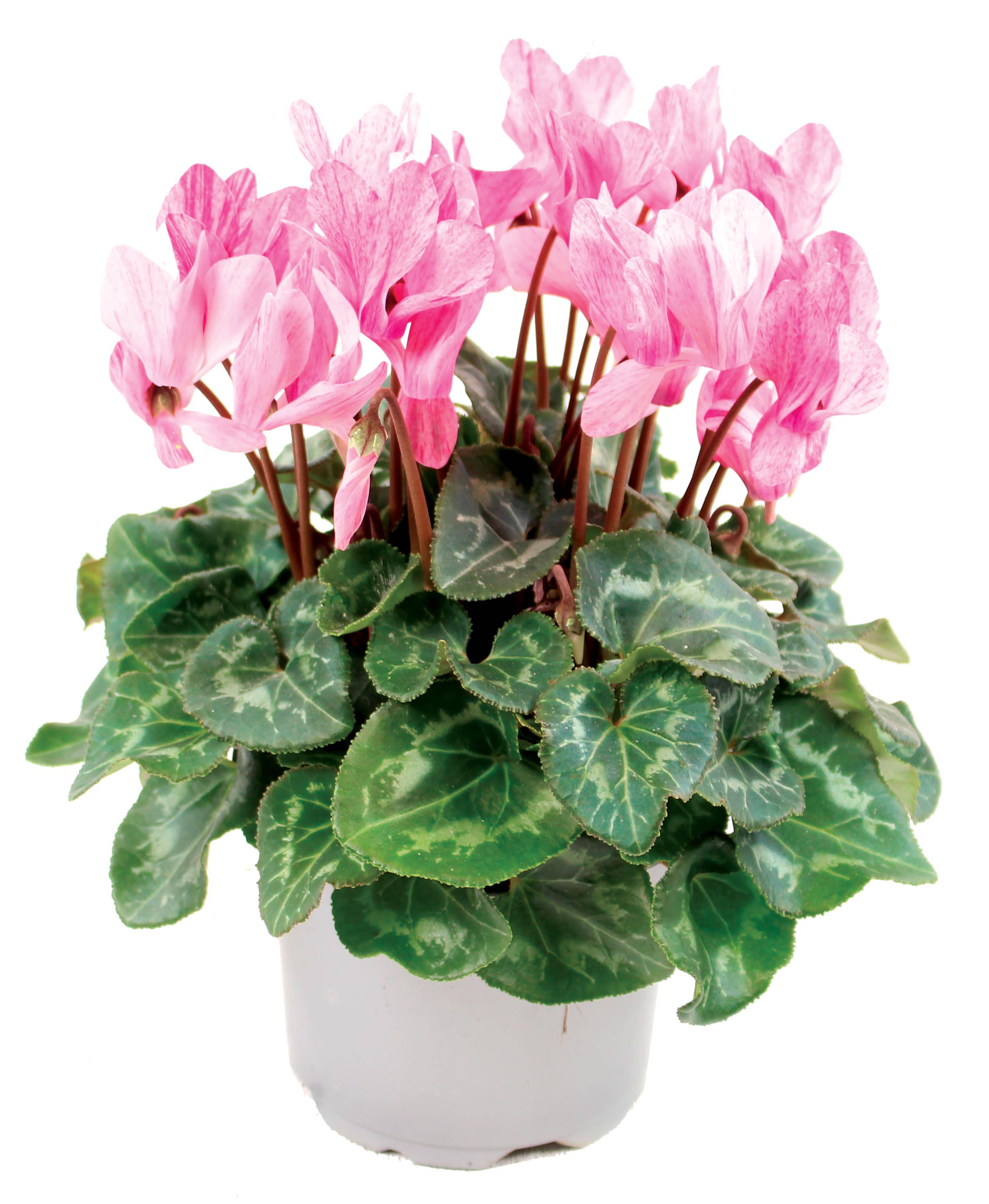 Fleuron D'Anjou - CYCLAMEN CRAYON Pot 10,5 cm - Image 1