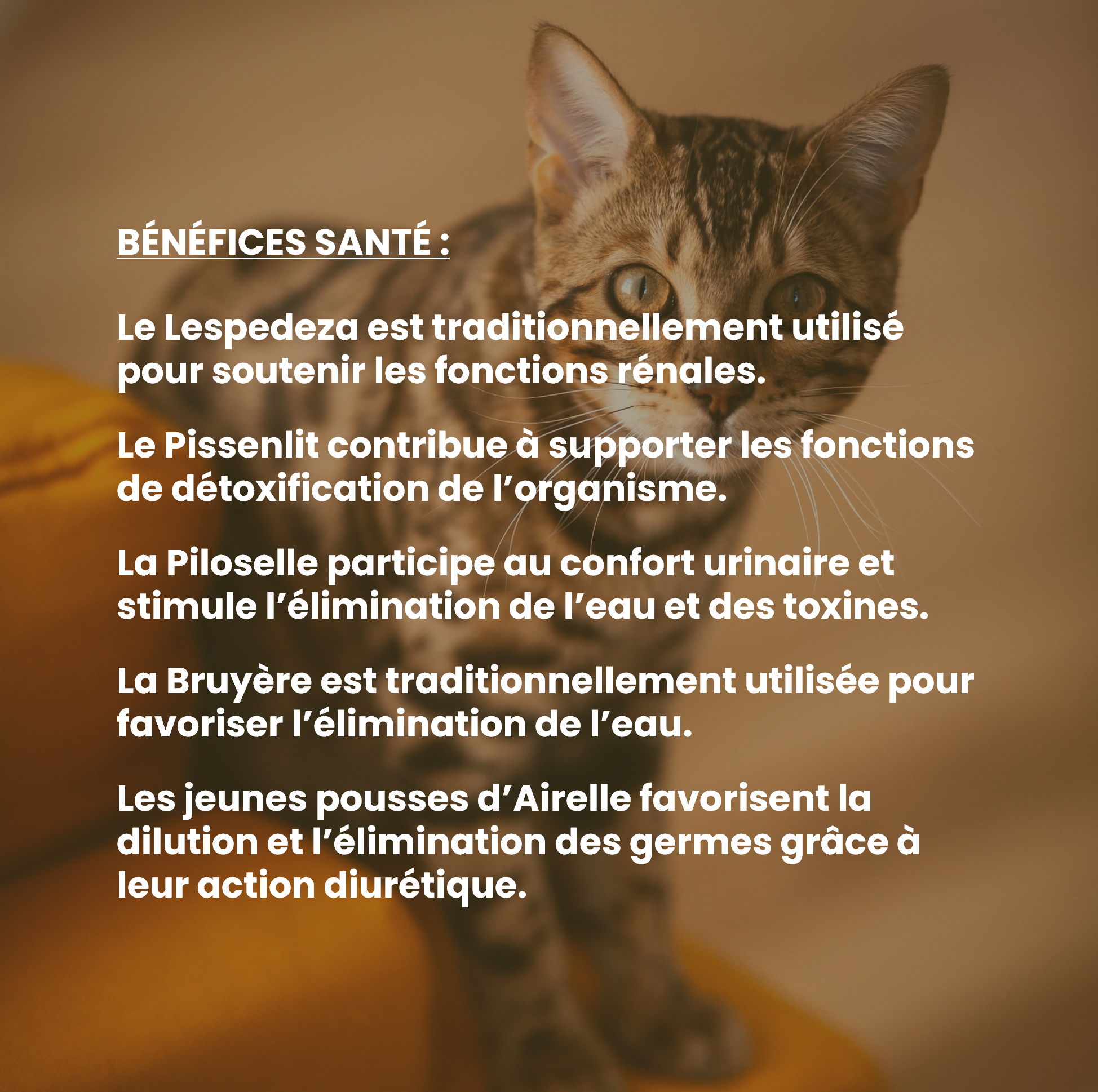 Complément alimentaire vétérinaire - Rénal chat 50 mL - VetyVert - Image 4