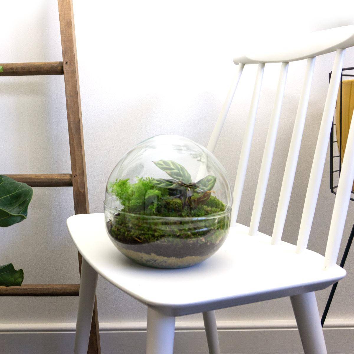 Kit Terrarium Diy - D20 H20cm - Image 4
