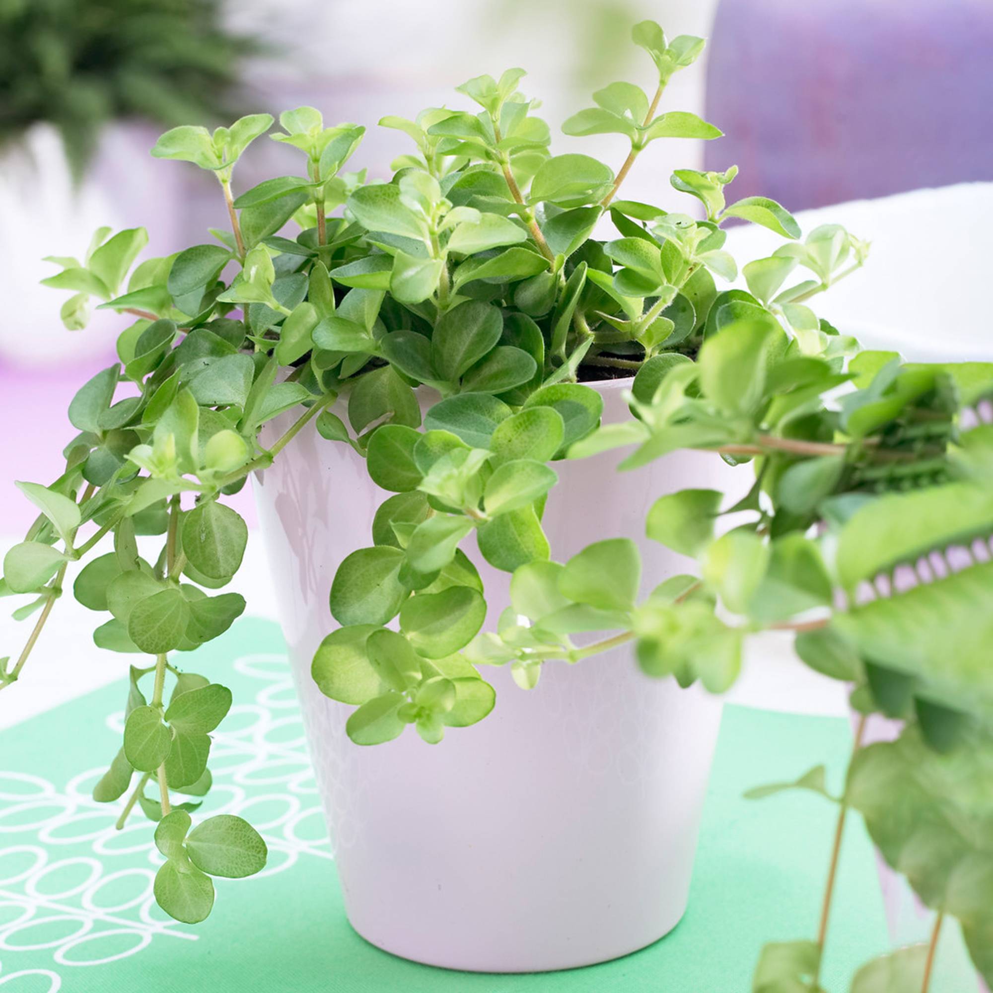 Gardenersdream - Peperomia Rotundifolia | Petite Plante D'Intérieur De 10 À 15 Cm En Pot - GardenersDream - Image 1