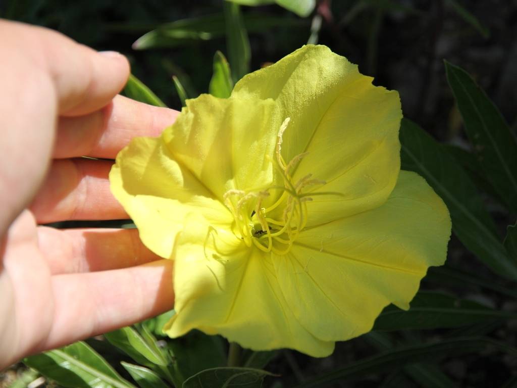 Promesse de Fleurs - Oenothera missouriensis - Onagre du Missouri Godet de 7/8 cm