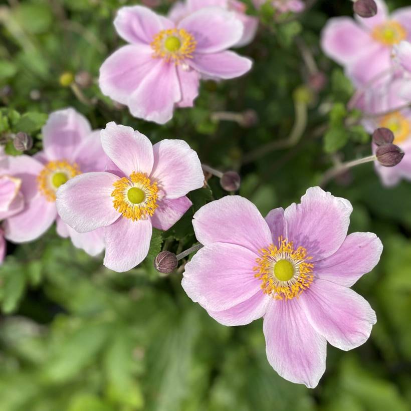 Promesse de Fleurs - Anemone hybride Royal Blush Pot de 1,5L/2L