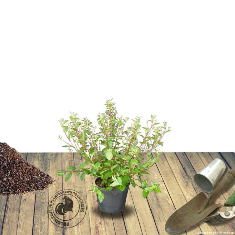 Céanothe, Lilas de Californie Gloire de Versailles à fleurs Bleue - feuillage Caduc - Pot de 7,5L - 40/60 cm-  hauteur à maturité De 2,50 m à 3,00 m - Image 6