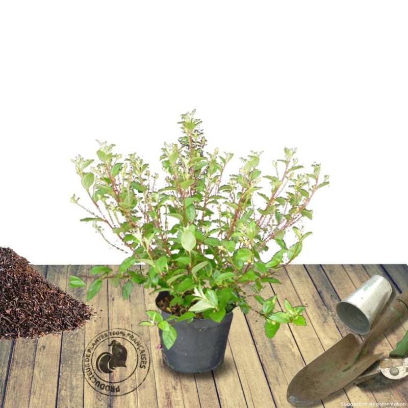Céanothe, Lilas de Californie Gloire de Versailles à fleurs Bleue - feuillage Caduc - Pot de 7,5L - 40/60 cm-  hauteur à maturité De 2,50 m à 3,00 m - Image 7