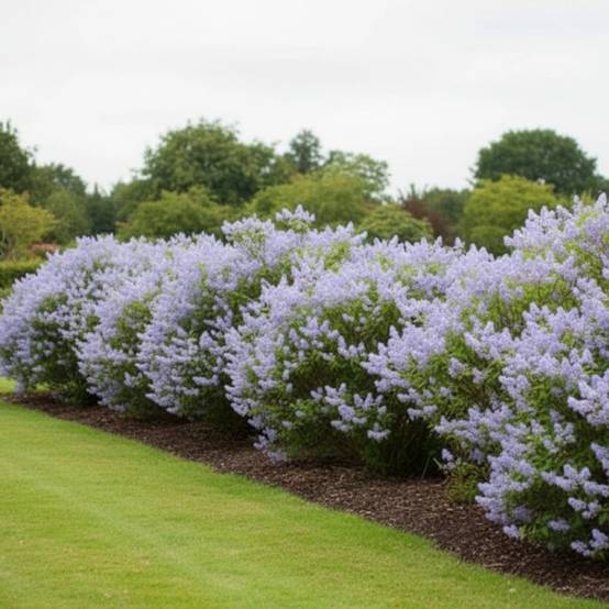 Céanothe, Lilas de Californie Gloire de Versailles à fleurs Bleue - feuillage Caduc - Pot de 7,5L - 40/60 cm- hauteur à maturité De 2,50 m à 3,00 m - Image 4