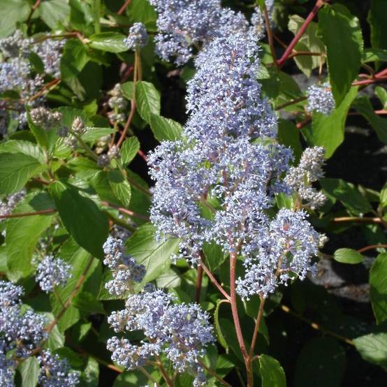 Céanothe, Lilas de Californie Gloire de Versailles à fleurs Bleue - feuillage Caduc - Pot de 7,5L - 40/60 cm- hauteur à maturité De 2,50 m à 3,00 m - Image 1