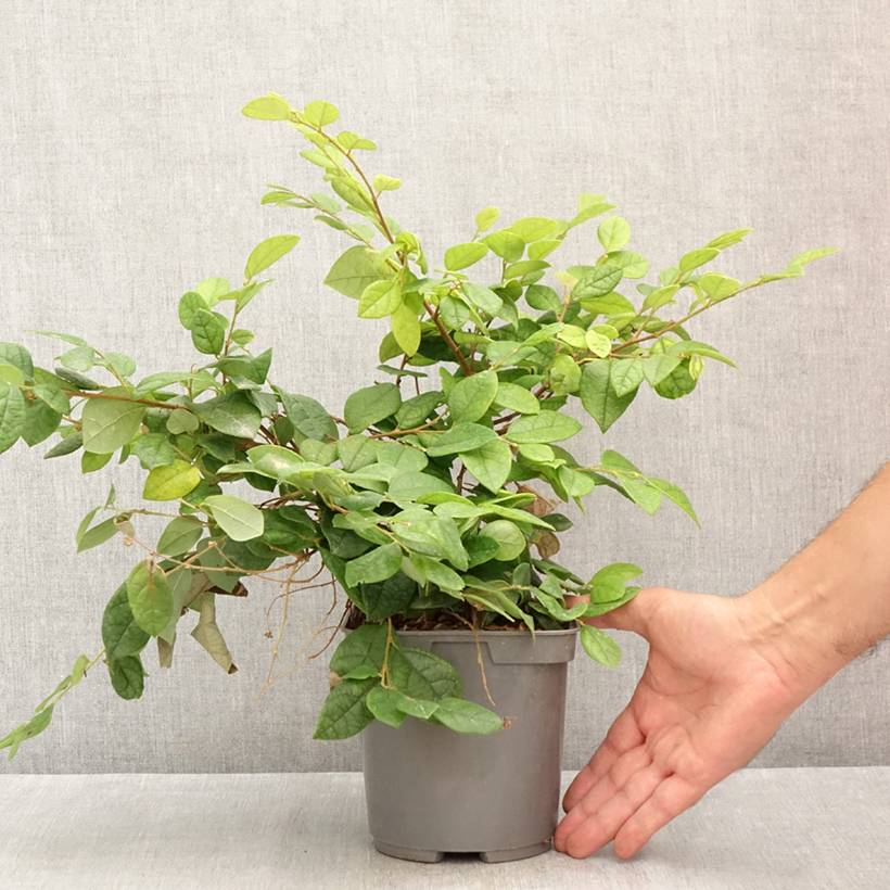 Promesse de Fleurs - Loropetalum chinense - Loropétale de Chine Pot de 2L/3L - Image 2