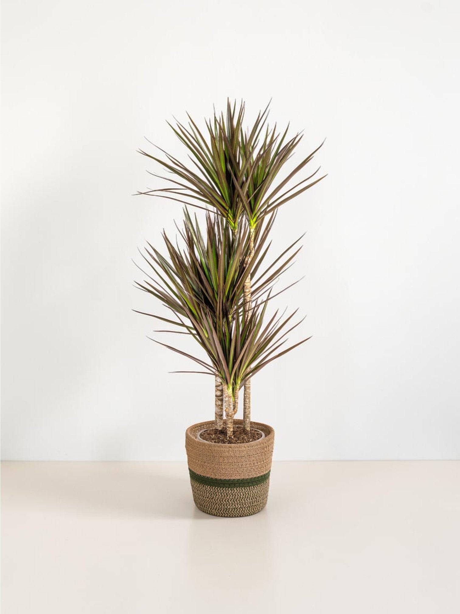 Dracaena Marginata Magenta - H130cm - Image 1