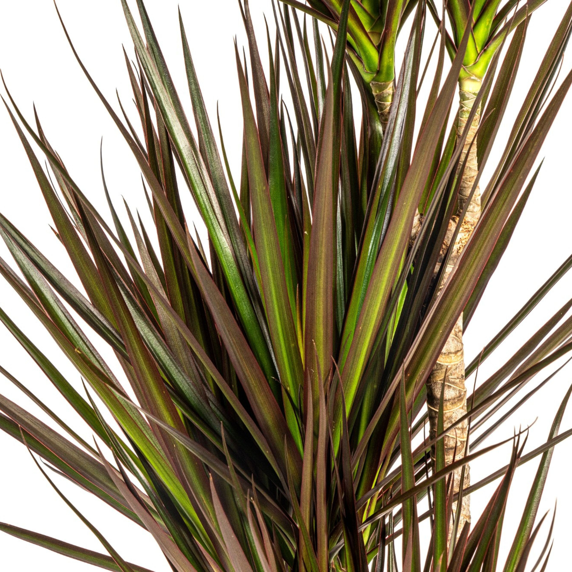 Dracaena Marginata Magenta - H130cm - Image 2
