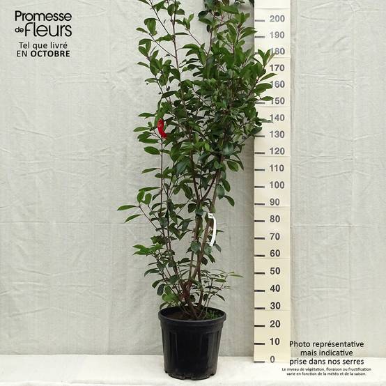Promesse de Fleurs - Photinia fraseri Red Robin Pot de 18L/20L - Image 2