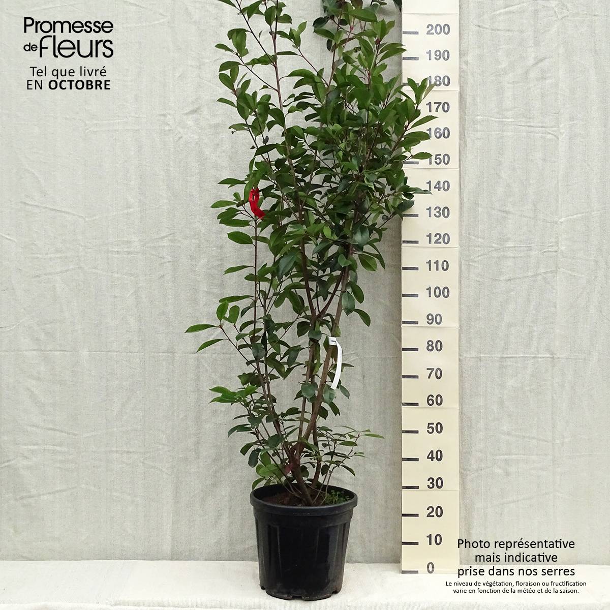 Promesse de Fleurs - Photinia fraseri Red Robin Pot de 18L/20L - Image 2