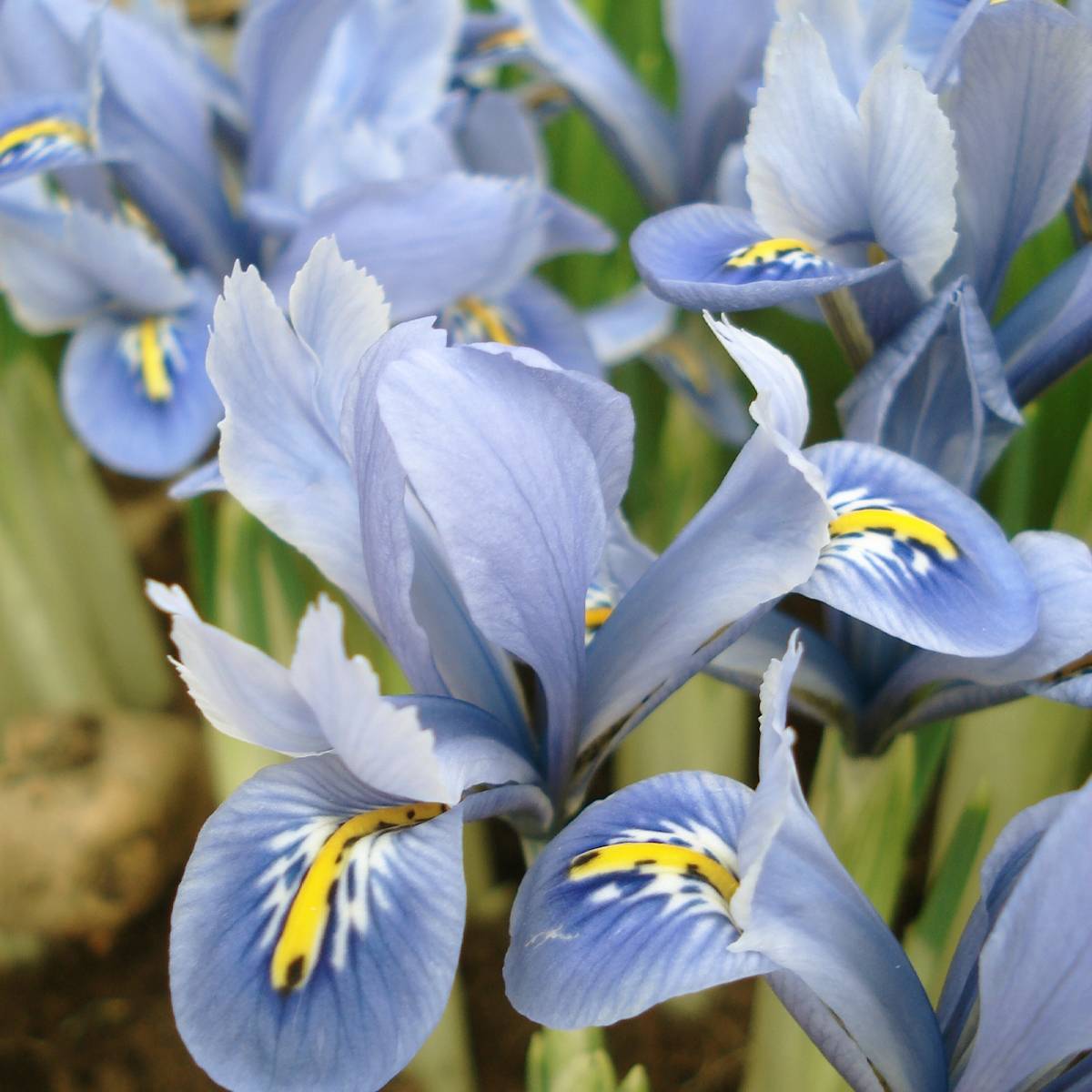 Promesse de Fleurs - Iris reticulata Blue Planet - Iris réticulé Bulbe calibre 5+ (par 5)
