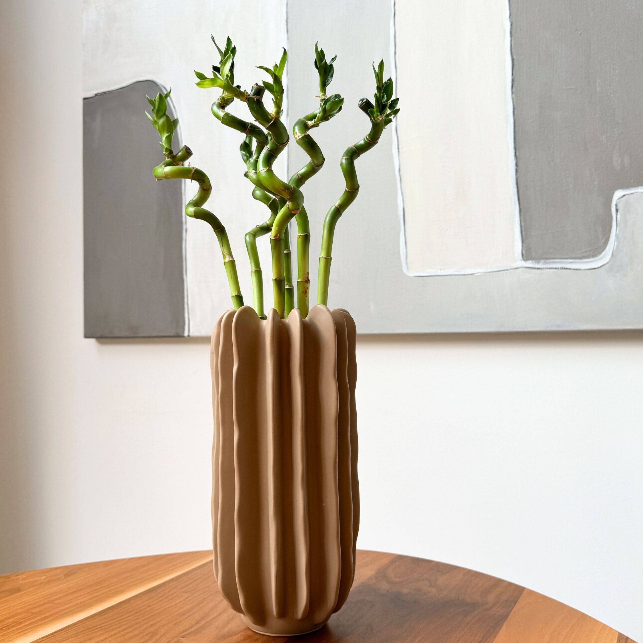 Plant In A Box - Lucky Bamboo - Set de 6 - Dracaena sanderiana - Hauteur 40-50cm - ⌀2cm - Image 2