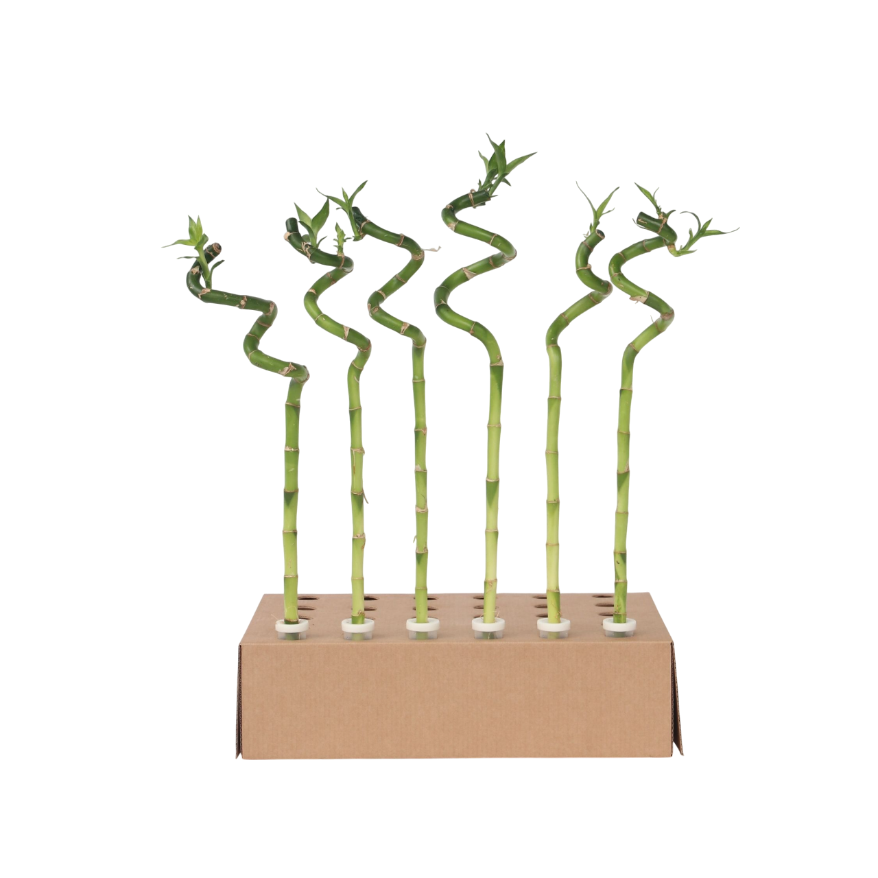 Plant In A Box - Lucky Bamboo - Set de 6 - Dracaena sanderiana - Hauteur 40-50cm - ⌀2cm