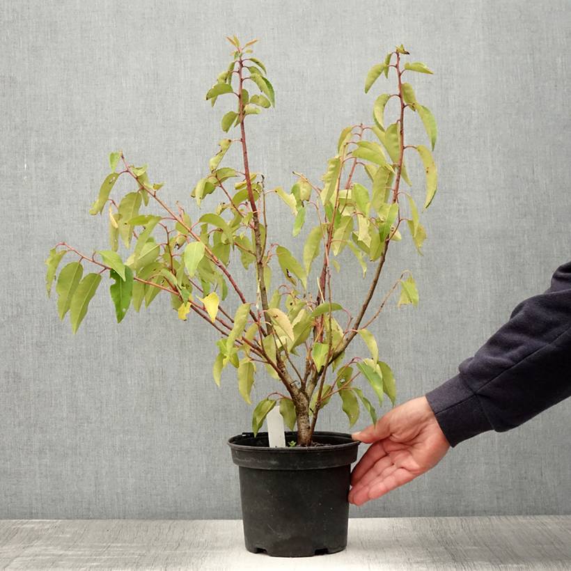 Promesse de Fleurs - Laurier du Portugal panaché - Prunus lusitanica Variegata Pot de 3L/4L - Image 2
