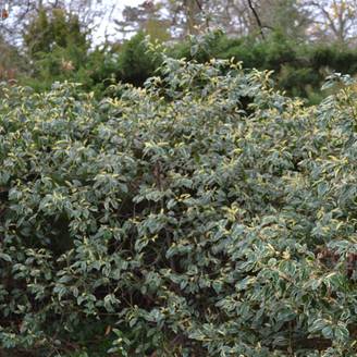 Promesse de Fleurs - Laurier du Portugal panaché - Prunus lusitanica Variegata Pot de 3L/4L