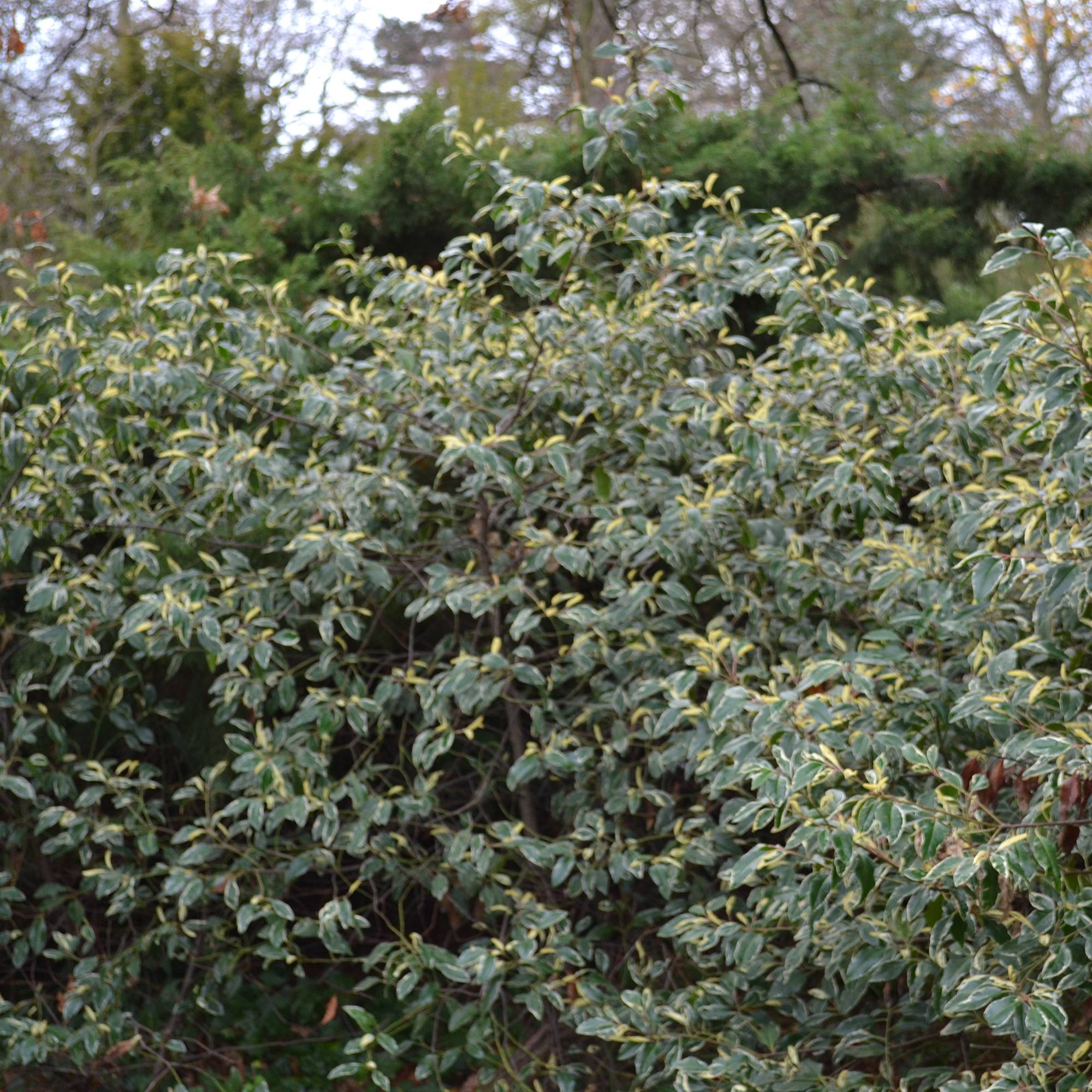 Promesse de Fleurs - Laurier du Portugal panaché - Prunus lusitanica Variegata Pot de 3L/4L - Image 1