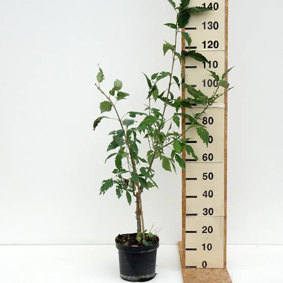 Fraxinus excelsior Zygmunt Krasiński - Frêne commun Pot de 7,5L/10L - Image 2