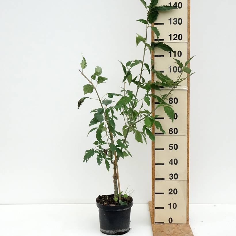 Fraxinus excelsior Zygmunt Krasiński - Frêne commun Pot de 7,5L/10L - Image 2