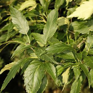 Fraxinus excelsior Zygmunt Krasiński - Frêne commun Pot de 7,5L/10L
