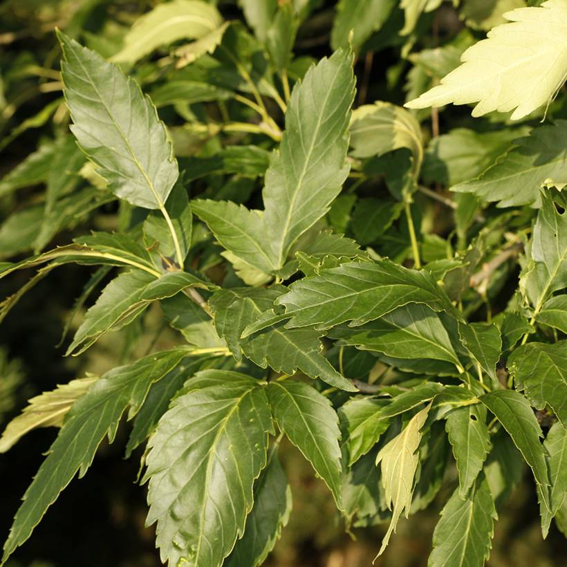Fraxinus excelsior Zygmunt Krasiński - Frêne commun Pot de 7,5L/10L