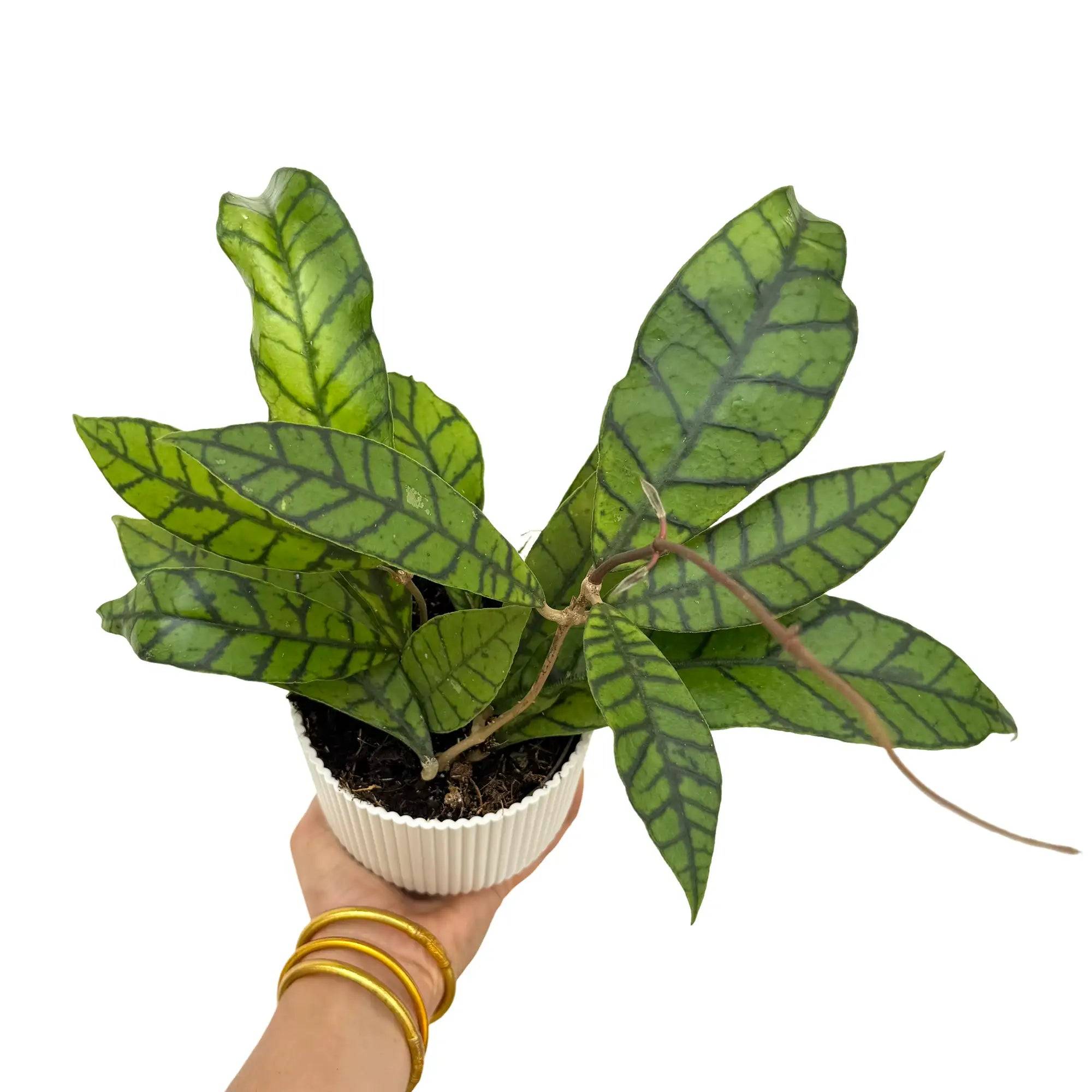 Hoya Callistophylla - Pot de 11cm - Plantes d'intérieur - Image 1