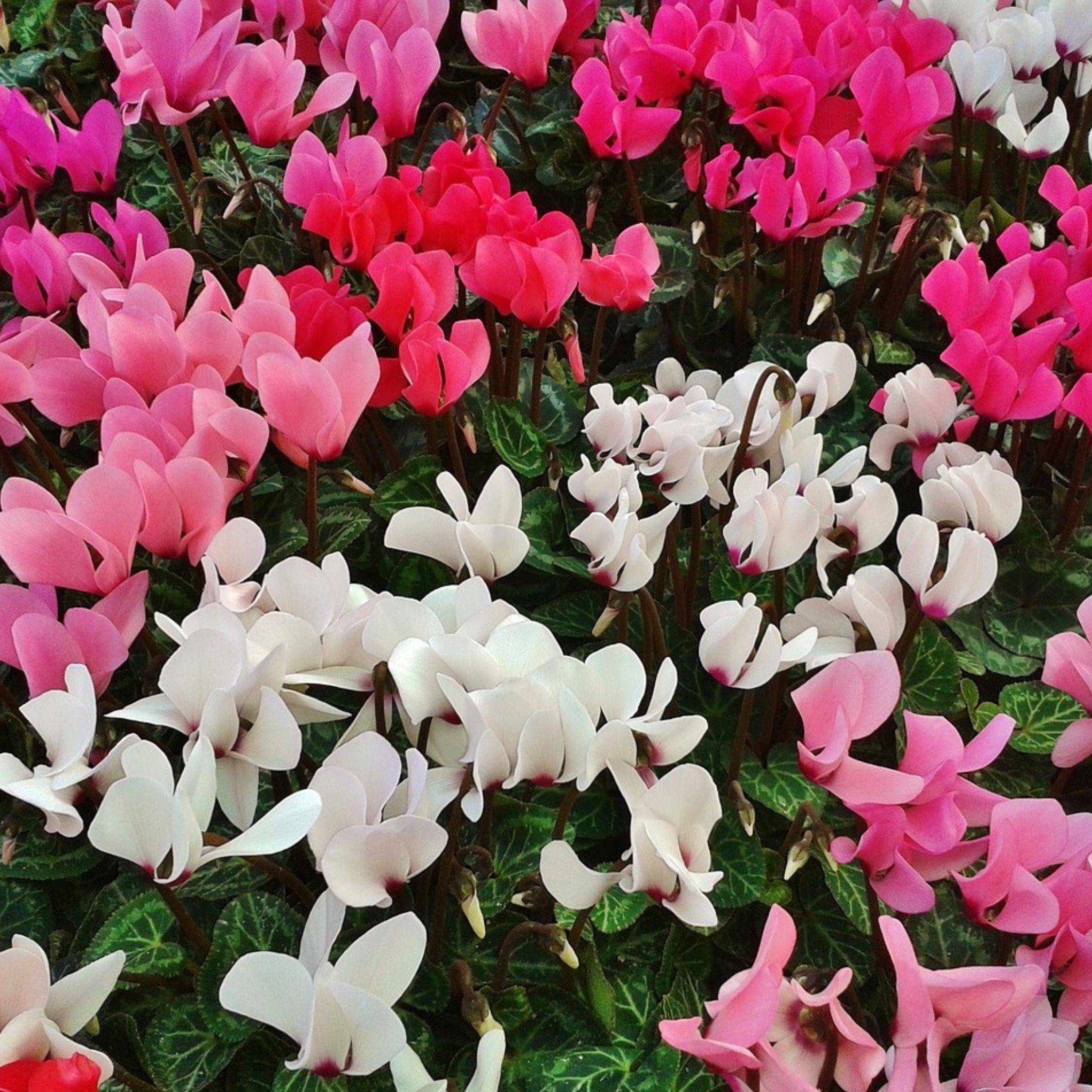 Plant In A Box - Cyclamen de Perse - Set de 3 - Cyclamen persicum - Hauteur 10-20cm - ⌀9cm - Image 3