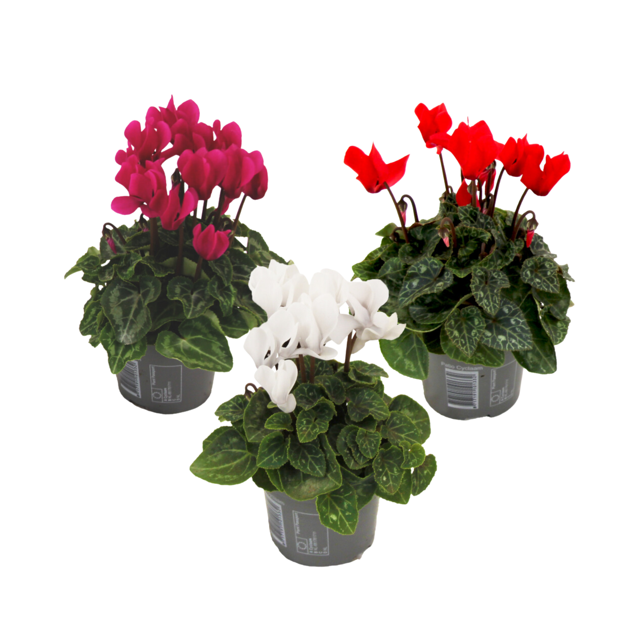 Plant In A Box - Cyclamen de Perse - Set de 3 - Cyclamen persicum - Hauteur 10-20cm - ⌀9cm - Image 1