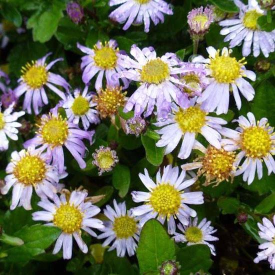 Promesse de Fleurs - Aster ageratoides Asmoe - Aster nain d'automne Godet de 8/9 cm