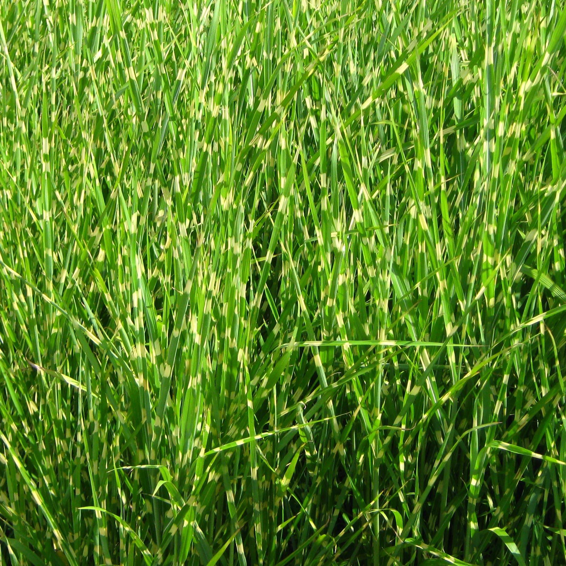 Miscanthus sinensis Strictus - Roseau de Chine Pot de 2L/3L