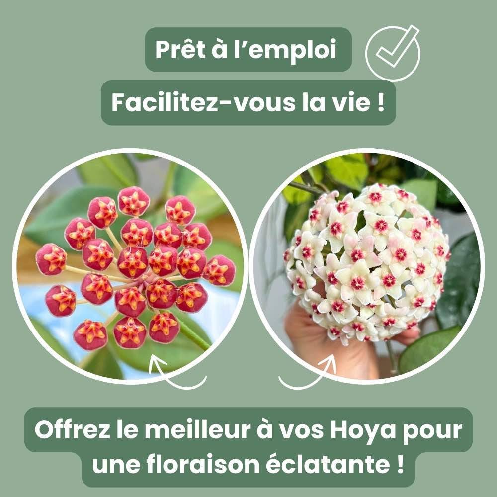 Terreau Hoya Premium - Enrichi en Mycorhize et Bacillus - Fabriqué en France - Image 7