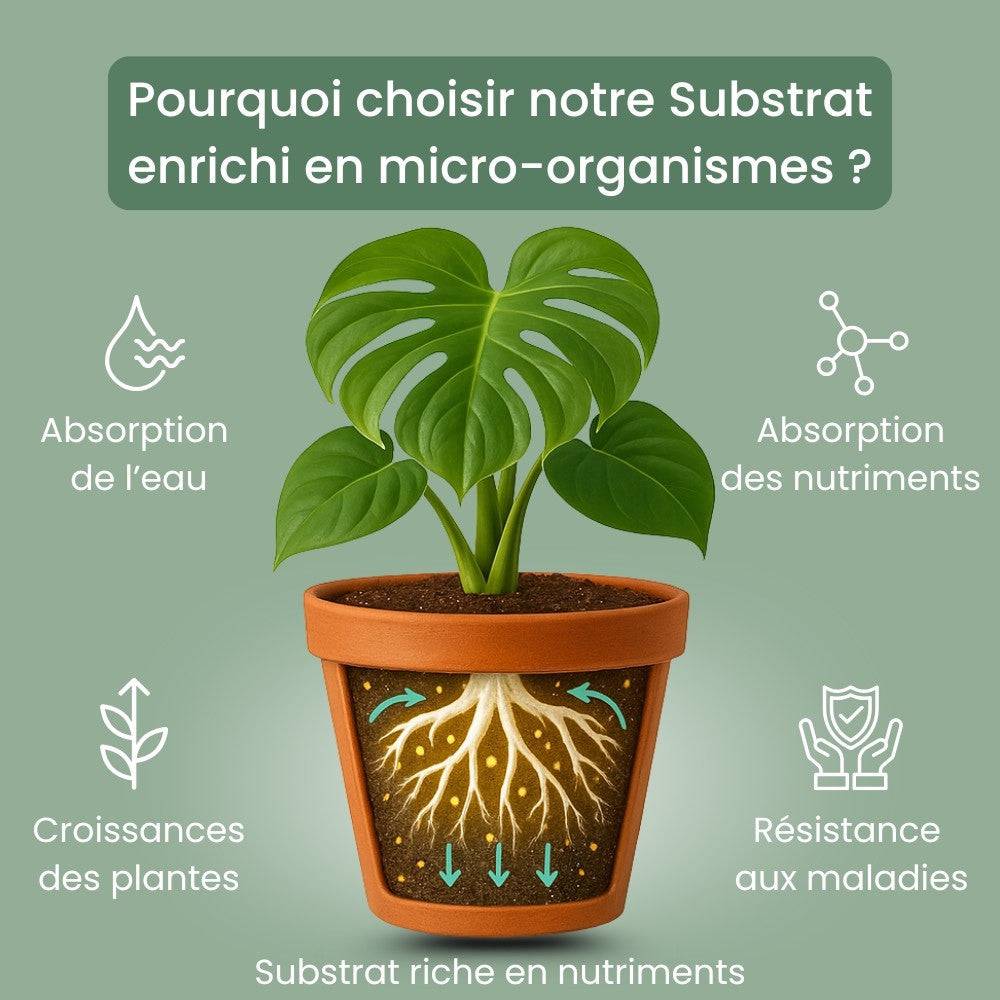 Terreau Hoya Premium - Enrichi en Mycorhize et Bacillus - Fabriqué en France - Image 3