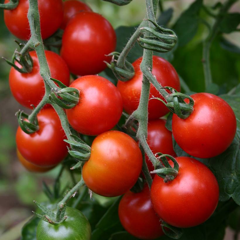 Tomate cerise Zuckertraube BIO le sachet de 30 graines environ (0,1g)