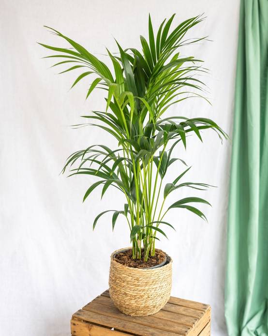 Kentia Howea 100cm - Plante d'intérieur- La Green Touch - Image 2