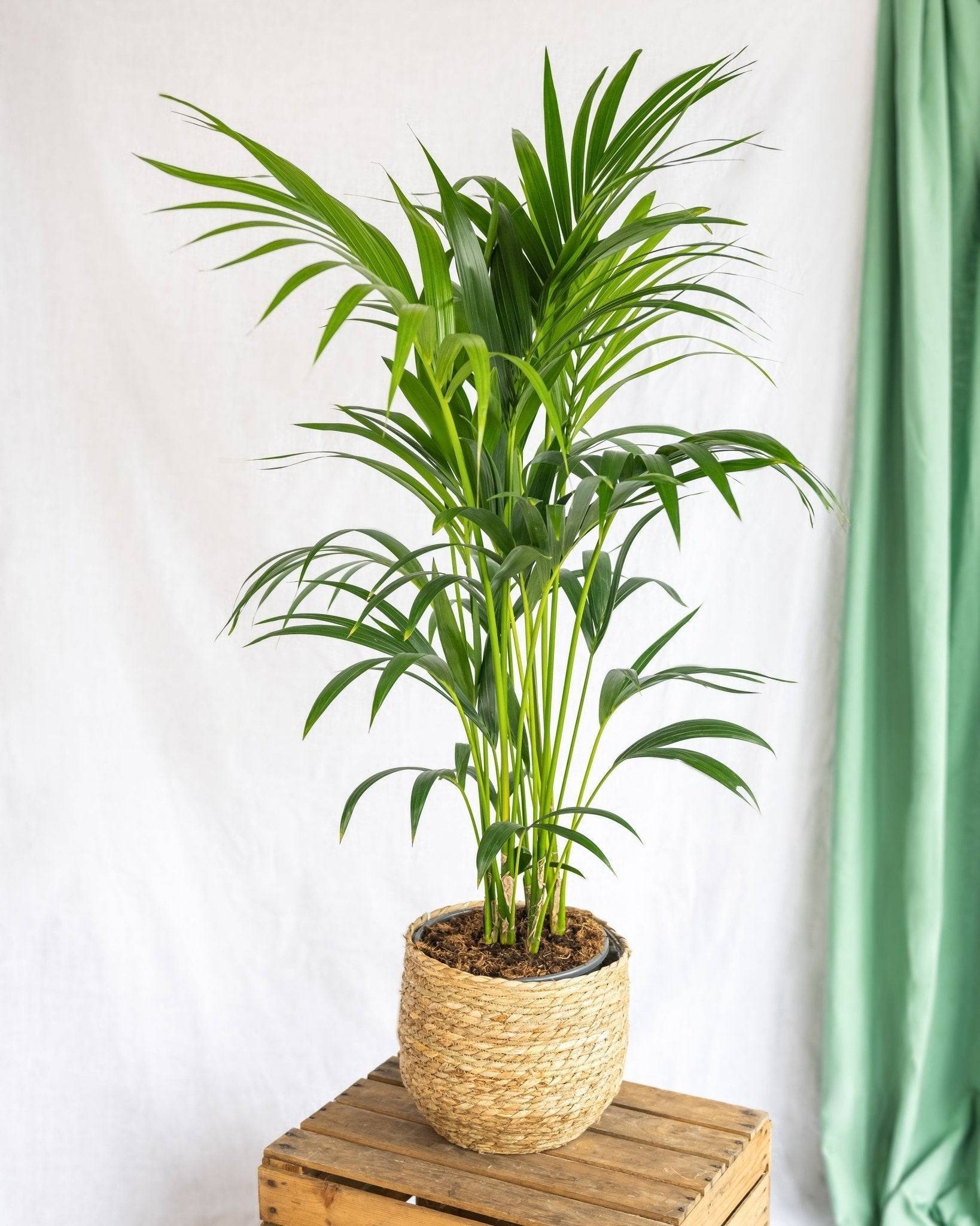 Kentia Howea 100cm - Plante d'intérieur- La Green Touch - Image 2
