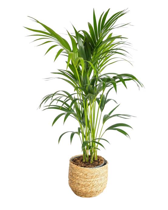 Kentia Howea 100cm - Plante d'intérieur- La Green Touch - Image 1
