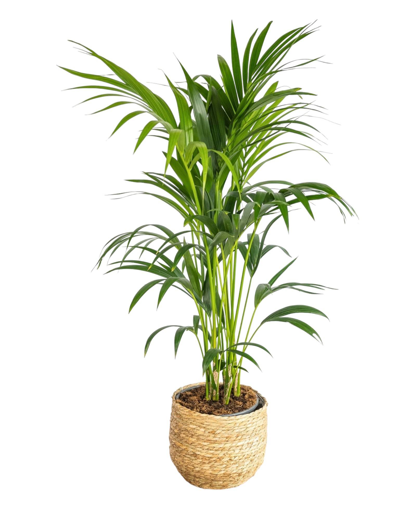 Kentia Howea 100cm - Plante d'intérieur- La Green Touch - Image 1