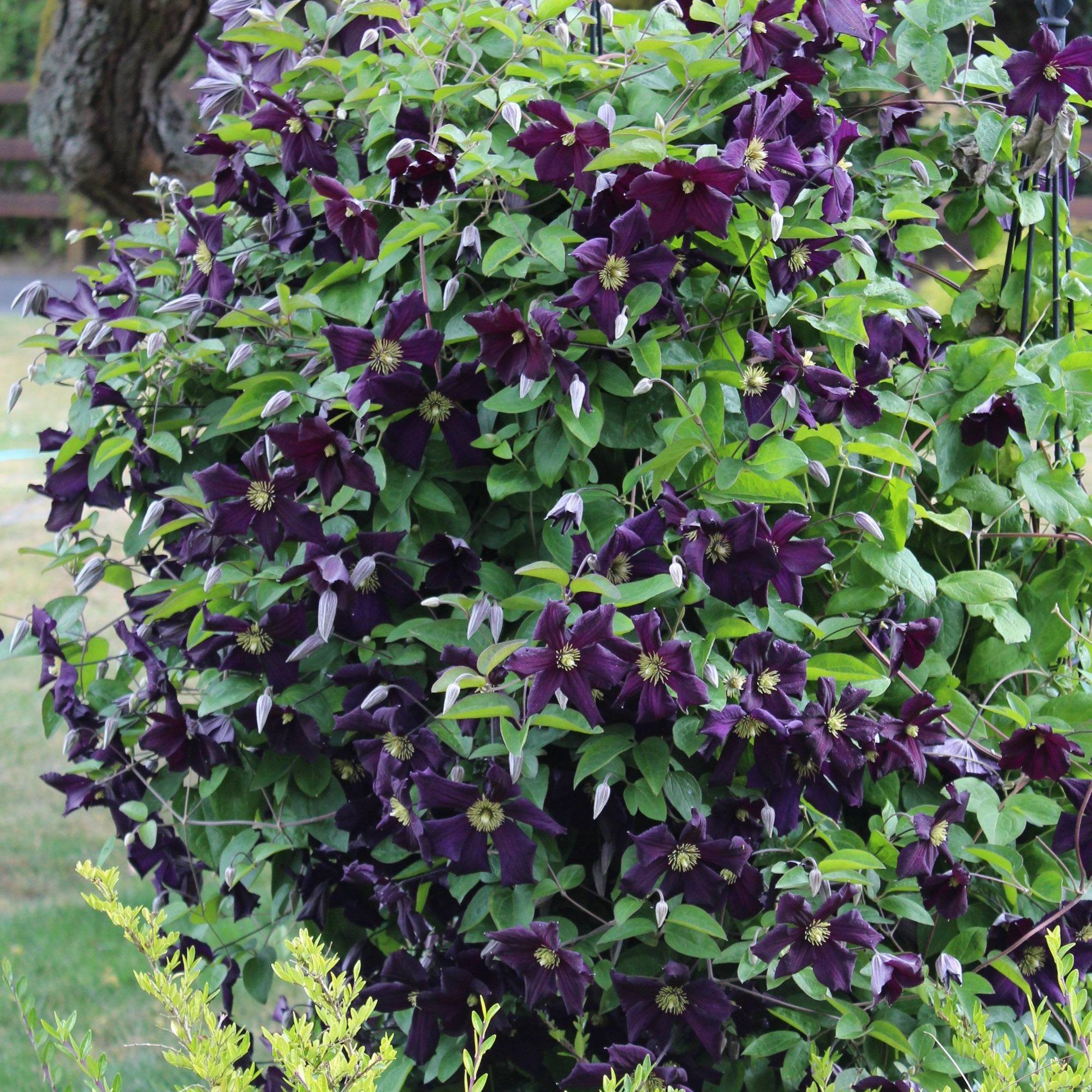 Gardenersdream - Clématite 'Romantika' plante vivace grimpante à feuilles caduques en pot de 9 cm - GardenersDream - Image 1