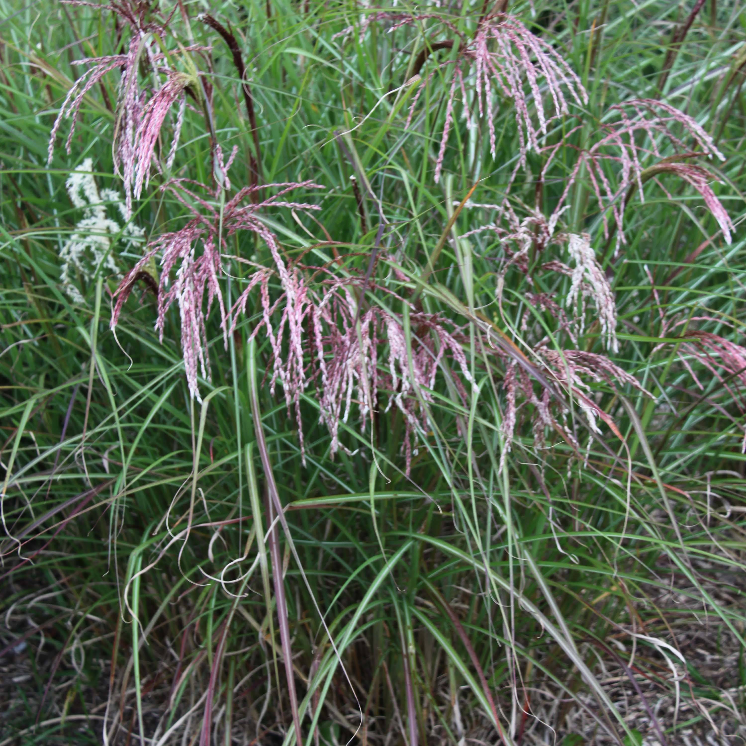 Miscanthus sinensis Kaskade - Roseau de Chine Godet de 8/9 cm